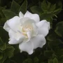 Gardenia blooms